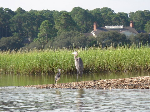 gal/2008 Carolinas, Boston, and the Cape/DSC02470.JPG